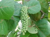 foto Krukväxter Sea Grape träd, Coccoloba grön