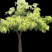 hell-grün Pisonia Bäume