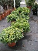 foto Krukväxter Japansk Lagerblad, Pittosporum Tobira buskar grön