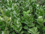 nuotrauka Vidinis augalai Pelžiedės krūmas, Ruscus žalias