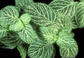 照片 室内植物 Fittonia，神经厂 杂色
