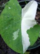 motley Colocasia, Taro, Cocoyam, Dasheen Herbaceous Plant