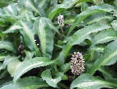 motley Palisota Herbaceous Plant