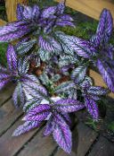 purple Persian Shield Herbaceous Plant