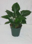dark green Homalomena Herbaceous Plant