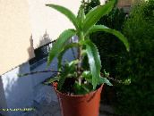 green Callisia, Basket Plant, Golden tendril 