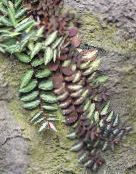 φωτογραφία Εσωτερικά φυτά Pellonia, Σύροντας Το Καρπούζι Αμπέλου, Pellionia στιγματισμένος
