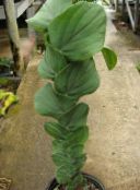 снимка Интериорни растения Плочката За Растителна лиана, Rhaphidophora зелен