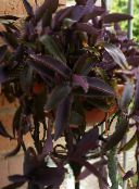 claret Purple Heart Wandering Jew Hanging Plant