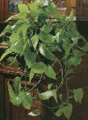 ფოტო შიდა მცენარეები Epipremnum მწვანე