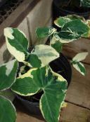 foto Topfpflanzen Malanga, Yautia, Xanthosoma gesprenkelt
