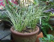 motley Acorus Herbaceous Plant