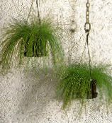 green Fiber-optic grass Herbaceous Plant