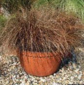 brown Carex, Sedge Herbaceous Plant