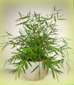 fotografie Vnútorné Rastliny Miniatúrne Bambus, Pogonatherum zelená