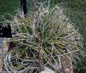 silvery Fairy Angel Herbaceous Plant