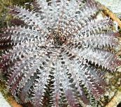 silvery Dyckia Herbaceous Plant