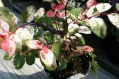 фото Домашні рослини Брейн (Сніговий Кущ) чагарник, Breynia строкатий