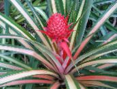 motley Pineapple Herbaceous Plant