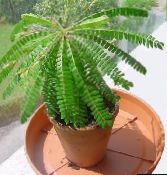 green Biophytum, Sensitive Plant 