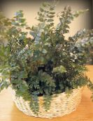 green Mahogany Fern, Terrestrial Fern Herbaceous Plant