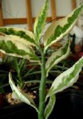 フォト 屋内植物 ジェイコブスラダー、悪魔のバックボーン 低木, Pedilanthus モトリー