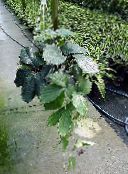 photo des plantes en pot Châtaignier Vigne une liane, Tetrastigma vert