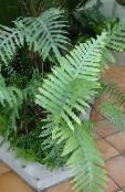 green Polypody Herbaceous Plant