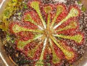 foto Sobne biljke Okrugli-Poljskog Muholovka, Drosera svijetlo-zelena