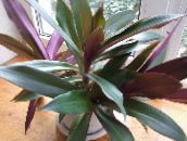 purple Rhoeo Tradescantia Herbaceous Plant