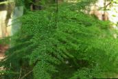 снимка Интериорни растения Аспержи, Asparagus зелен