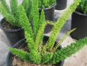 foto Indendørs planter Asparges, Asparagus grøn
