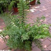 green Spleenwort Herbaceous Plant