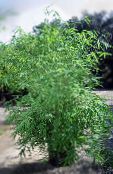 green Bamboo Herbaceous Plant