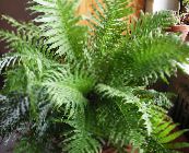green Hard Fern Herbaceous Plant