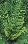 fénykép Szobanövények Nehéz Páfrány, Blechnum gibbum zöld