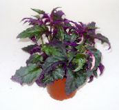 purple Purple Velvet Plant, Royal Velvet Plant 