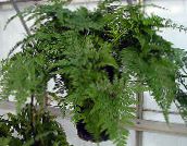 green Hare's Foot Fern Herbaceous Plant