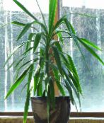 green Dracaena Herbaceous Plant