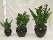 foto Le piante domestiche Ragazzo Grasso, Zamiaculcas zamiifolia scuro-verde