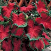 red Caladium Herbaceous Plant