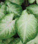 silvery Caladium Herbaceous Plant