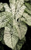ფოტო შიდა მცენარეები კალადიუმის, Caladium ვერცხლისფერი