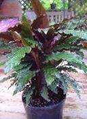 dunkel-grün Calathea, Zebra Pflanze, Pfau Pflanze Grasig