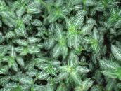 fotografie Pokojové rostliny Callisia, Bolivijský Žid kropenatý
