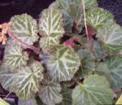foto Topfpflanzen Hausierer Korb, Rudern Seemann, Erdbeere Geranie, Saxifraga stolonifera gesprenkelt