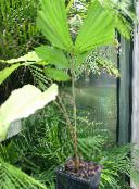 green Fishtail Palm Tree