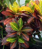 motley Croton Herbaceous Plant