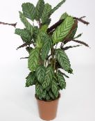 motley Ctenanthe Herbaceous Plant