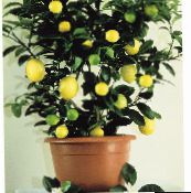 dark green Lemon Tree